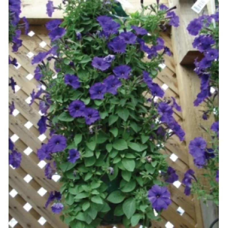 Outlet ๐ฅฐ Silverline Tools Hanging Flower Plant Growing Tube Bags Twin Pack 264904 ๐ฅฐ 2 Outlet ๐ฅฐ Silverline Tools Hanging Flower Plant Growing Tube Bags Twin Pack 264904 ๐ฅฐ - Image 2