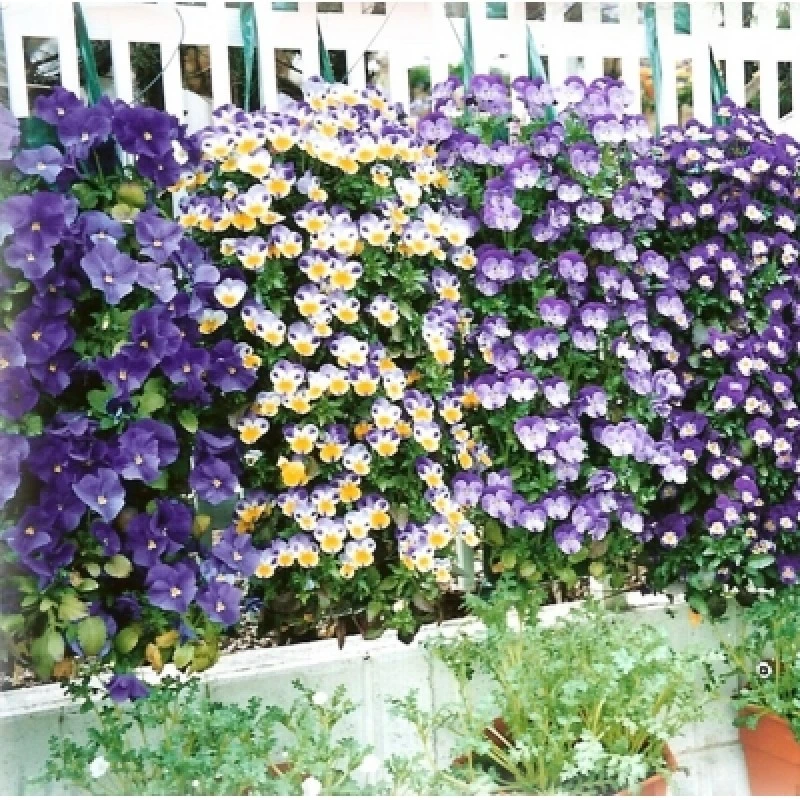 Outlet ๐ฅฐ Silverline Tools Hanging Flower Plant Growing Tube Bags Twin Pack 264904 ๐ฅฐ 3 Outlet ๐ฅฐ Silverline Tools Hanging Flower Plant Growing Tube Bags Twin Pack 264904 ๐ฅฐ - Image 3